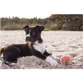 Crafts Diamond Painting Cute Dog Beach Ball