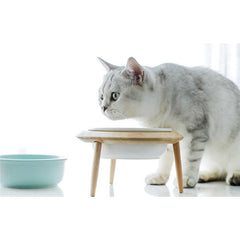 Tall Cat Food Bowl Dog Bowl Drinking Bowl Cat Universal
