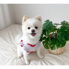 Cat Small Dog Teddy Than Bear Clothes