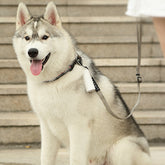 Pick Up Dog Toilet Trash Bag