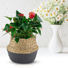 Foldable Natural Seagrass Woven Clothes Organizer Flower Plant Pot Basket(Black)