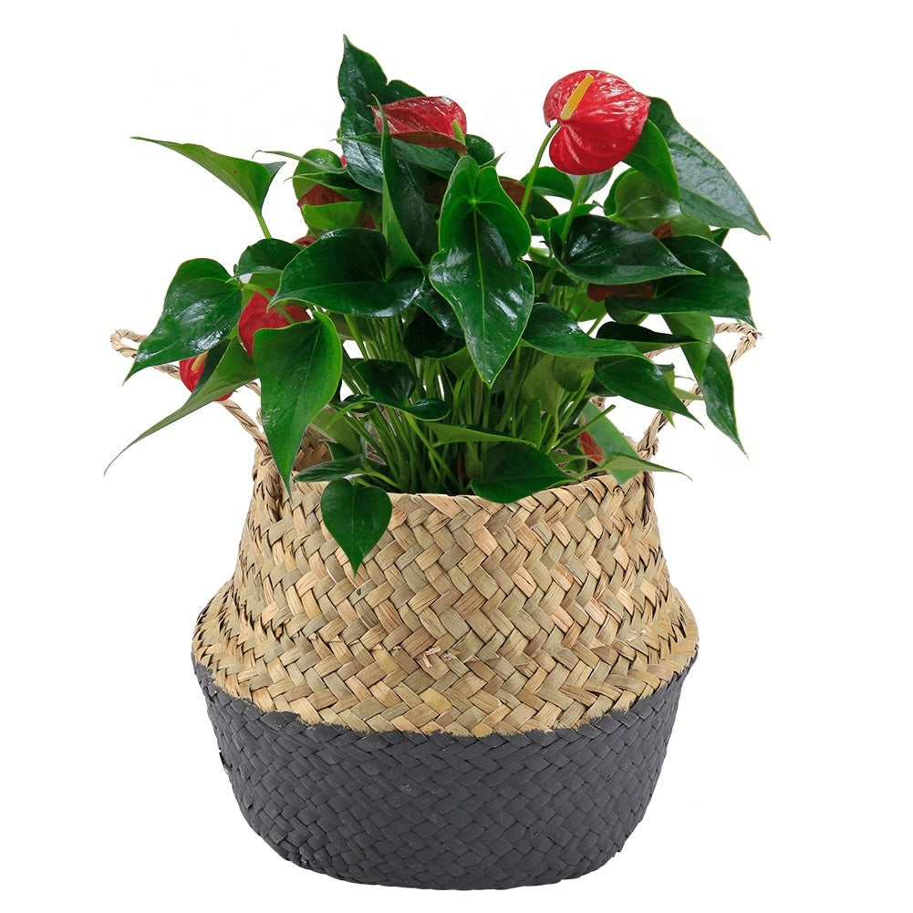 Foldable Natural Seagrass Woven Clothes Organizer Flower Plant Pot Basket(Black)