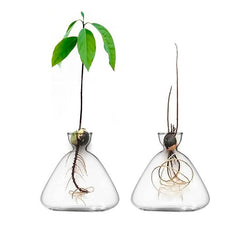 Borosilicate Glass Avocado Vase Hydroponic Seed Vase Living Room Decoration