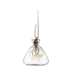 Borosilicate Glass Avocado Vase Hydroponic Seed Vase Living Room Decoration